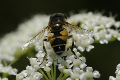 Eristalis sp? 2